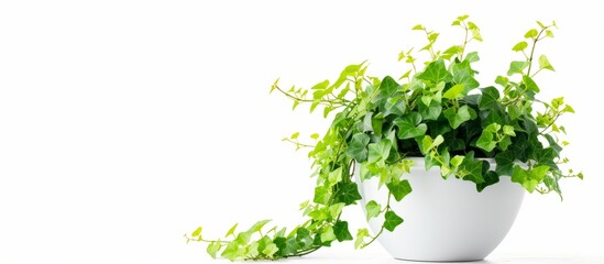 Wall Mural - Lush green plant growing in a classic pot on a windowsill in a cozy home setting