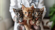 Hands of veterinary doctor holding cute kittens in vet clinic.Macro.AI Generative.