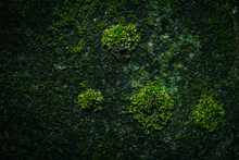 Macro Moss Background On Wall