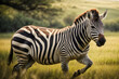 closeup of a single zebra on the savannah in the Maasai Mara Kenya
