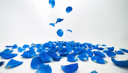 Wall Mural - Blue rose petals falling on a white floor