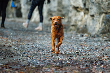 Wall Mural - brown labrador retriever running outdoors