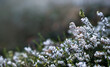 Blühende weiße Schneeheide im Garten