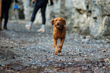 Wall Mural - brown labrador retriever running outdoors