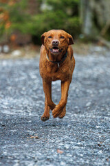 Wall Mural - brown labrador retriever running outdoors