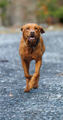 Wall Mural - brown labrador retriever running outdoors
