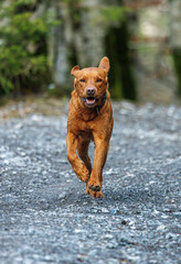 Wall Mural - brown labrador retriever running outdoors