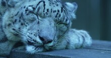 The Video Shows A Siberian Tiger Sleeping On A Wooden Platform. The Tiger Is Lying On Its Side, With Its Eyes Closed And Its Paws Tucked In. Its Fur Is A Beautiful Silver-gray Color, With Dark Stripes