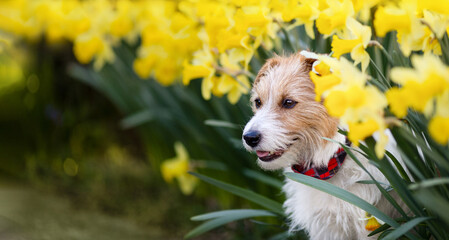 Wall Mural - Happy cute smiling dog puppy sitting in daffodil flowers in spring. Easter banner.