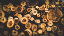 Background of cut logs close up