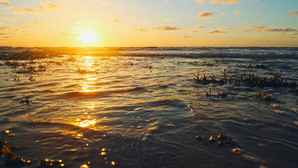 Poster - Sun over horizon and  rolling ocean waves to the shore while sunset during tide.  Beautiful natural landscape with water,  sandy beach  and green plants during low tide. Beautiful wild nature.