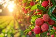 Growing lychees harvest and producing vegetables cultivation. Concept of small eco green business organic farming gardening and healthy food