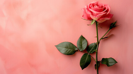 Wall Mural - pink rose