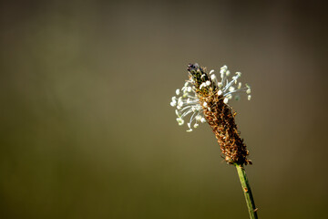 Wall Mural - ribwort plantain flowers on a meadow	