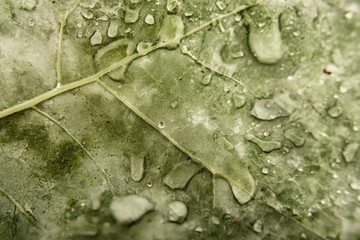 Canvas Print - Leaf with drops