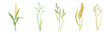 Grass Cereal Crops and Agricultural Plant Vector Set