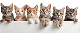 Fototapeta Koty - cats on ledge on a transparent background