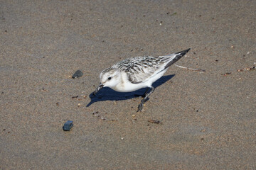 Wall Mural - sandpipers