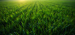 plant rice paddy background