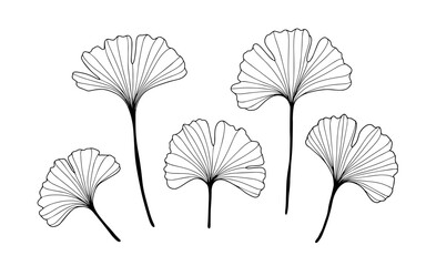 Wall Mural - Black and white hand drawn botanical illustration with ginkgo biloba leaves. Outline of ginkgo biloba leaves on a white background.