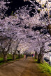 Long exposure blurred motion of tourists under an illuminated Cherry Blossom tunnel at night