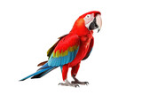 Fototapeta Zwierzęta - Striking Scarlet Macaw Standing Alone on Clear Background