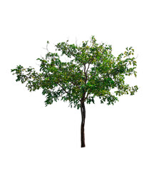 Wall Mural - single tree isolated on white background with clipping path