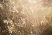 Late afternoon sunlight on rhodes grass