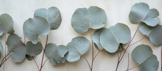 Wall Mural - Close-up of (Eucalyptus gunnii) Cider gum stems with round, heart-shaped leaves, arranged in pairs, greysish and glaucous.