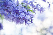 © Austockphoto - Purple flowers of a Jacaranda tree with copy space