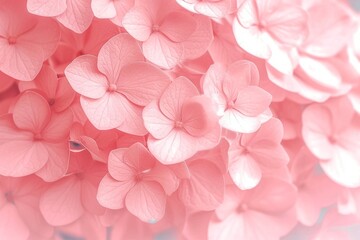 Wall Mural - Delicate natural floral background in light pink pastel colors. Hydrangea flowers in nature close-up with soft focus. generative ai.