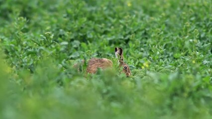 Sticker - one European hare (Lepus europaeus) sits in a rapeseed field and eats in the morning in Erfurt, Thuringia, Germany, Europe