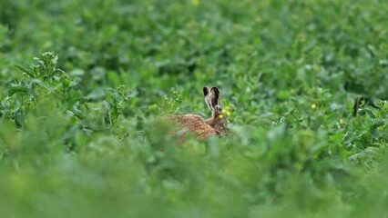 Sticker - one European hare (Lepus europaeus) sits in a rapeseed field and eats in the morning in Erfurt, Thuringia, Germany, Europe