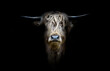 portrait of a bull, Scottish highland cattle, bus taurus