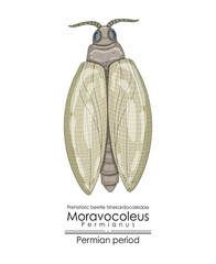 Canvas Print - Moravocoleus permianus, a Permian period prehistoric beetle tshekardocoleidae. Colorful illustration on a white background