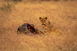 Lioness sits near wildebeest carcase watching camera