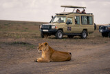 Fototapeta Konie - Lioness lies on road near safari trucks
