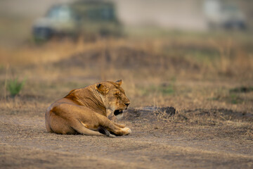 Wall Mural - Lioness lies sleepily near truck on grassland