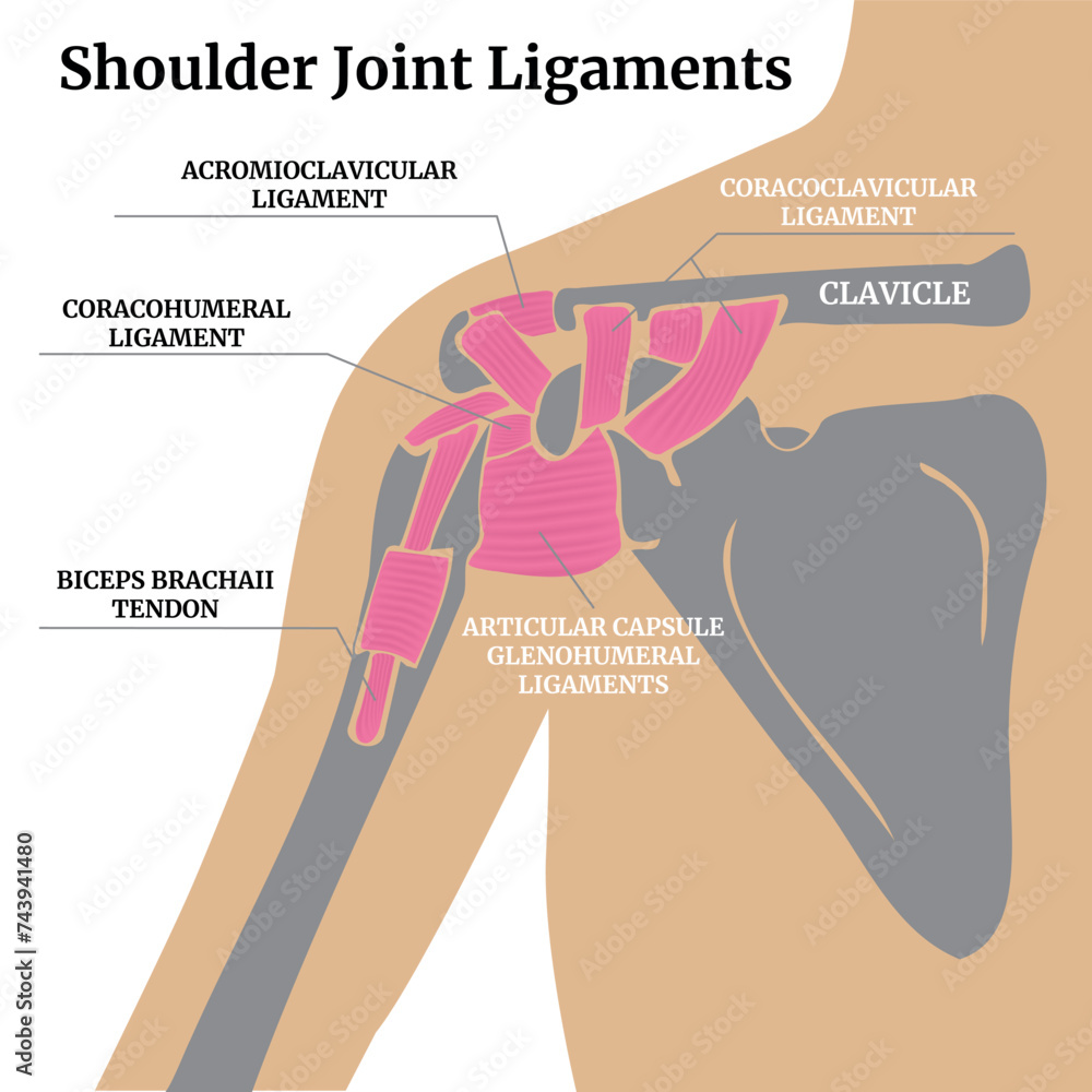 Ligaments Of The Shoulder Joint Infographics With Bones And Tendons 