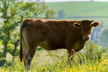 Limousin Cow Enjoying The Last Rays Of Sunshine