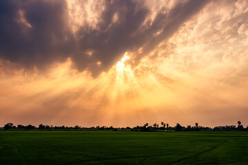 Wall Mural - Dramatic golden sunset sky with sunbeam over rice field