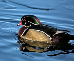 Wall Mural - wood duck swimming on a pond during winter (male and female duck swim, swimming in lake, creek) northeast, america brooklyn