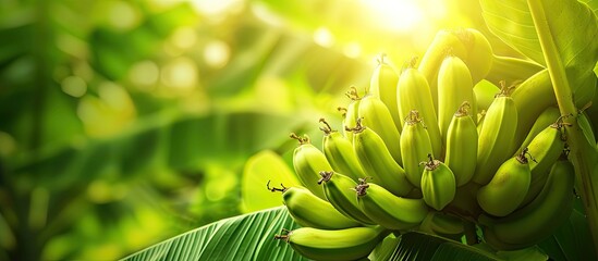 Leinwandbilder - The cluster of green bananas growing on banana bushes in Turkey. with copy space image. Place for adding text or design