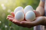 Fototapeta  - Hen's eggs isolated on girl's hand against Natural background. White eggs isolated on hand against blurred background. Eggs ready for hatching. Proteinous food. Eggs full of protein. Selective Focus.