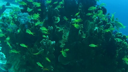 Wall Mural - closeup view of coral reef in Bohol Philippines