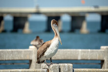 Wild Pelican Water Bird Perching On Railing In Front Of Sunshine Skyway Bridge Over Tampa Bay In Florida. Wildlife In Southern USA