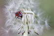 Macro Close-Up of Dandelion Seed Head and the bug