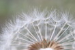 Macro Close-Up of Dandelion Seed Head
