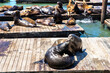 Sea lions at Pier 39 in San Francisco