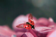 Macro Shot of Ladybug on Pink Flowers with spread wings